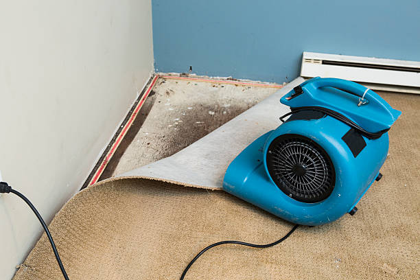 Best Professional water damage repair  in Lima, OH